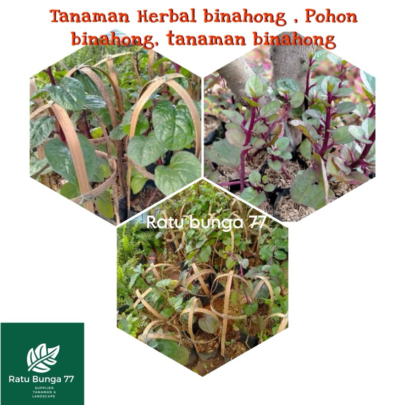 Tanaman herbal binahong, Pohon binahong, tanaman binahong