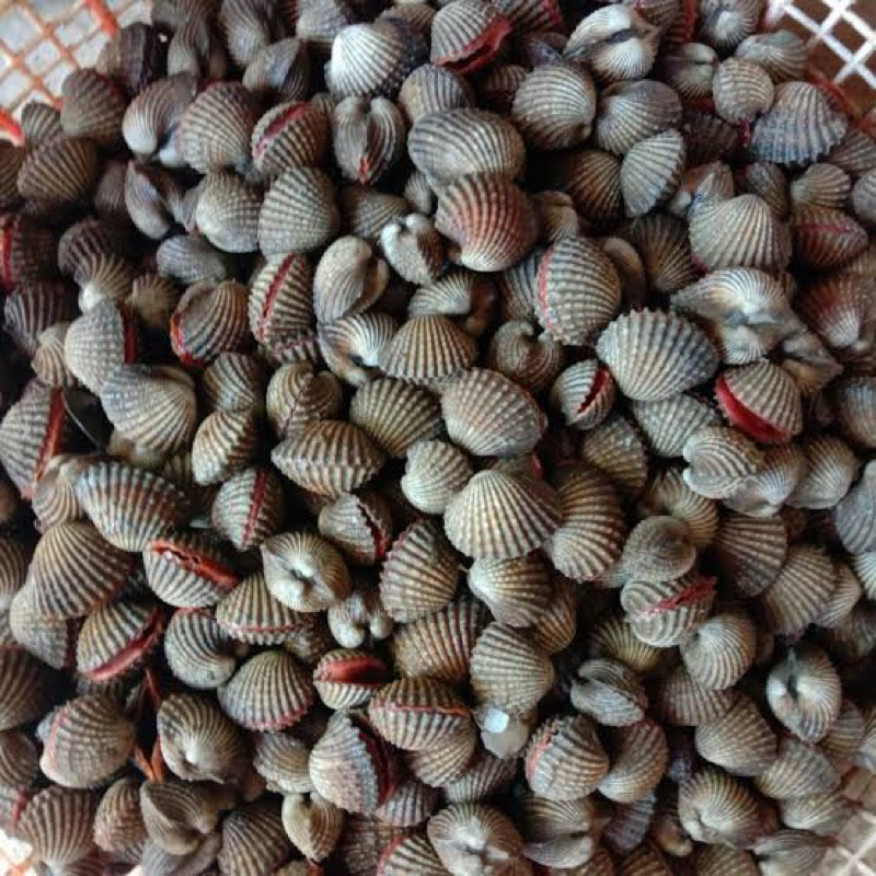 

‼️READY‼️ KERANG DARA 1KG