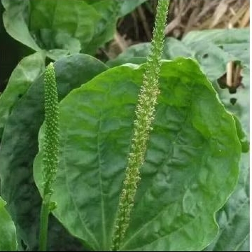 

ki urat / kiuratdaun herbal alami isi 5