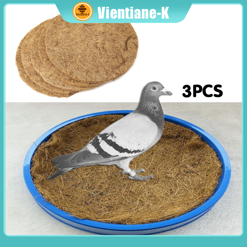 Alas Sarang Telur Burung Merpati Alas Glodok Serabut Kepala Sangka Burung