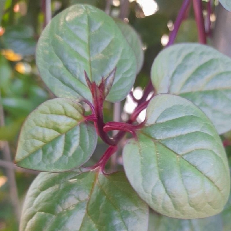 

DAUN BINAHONG SEGAR 100 LEMBAR