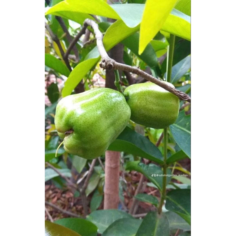 Bibit Jambu Air Khiojok