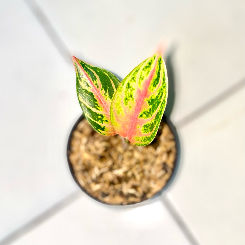 Aglaonema Sweet Margaret