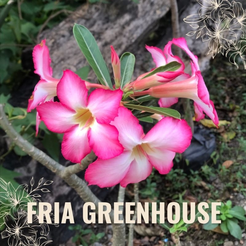 Raflezia Bonsai Adenium Obesum Berbunga Tinggi 34-60 Cm Kamboja Jepang Dewasa Mawar Gurun Lokal