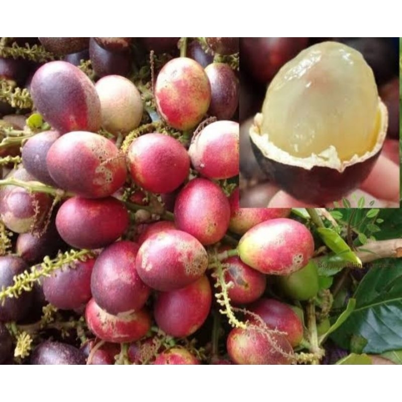 

BuahMatoaFresh1kg