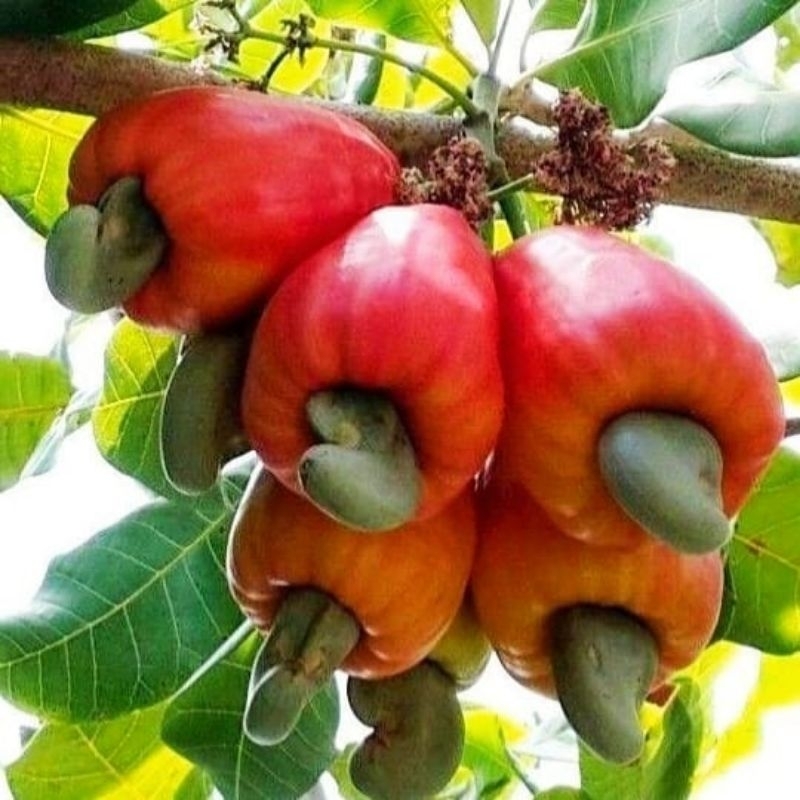 

Jambu Monyet Jambu mede segar