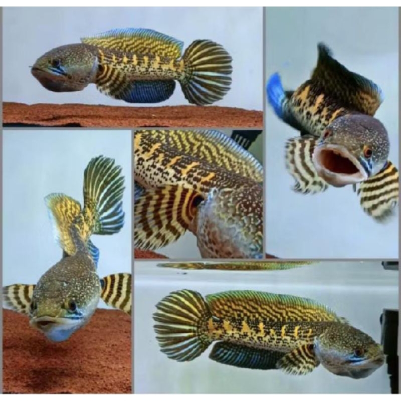 chana auranti gondrong grade A+flaring tangan