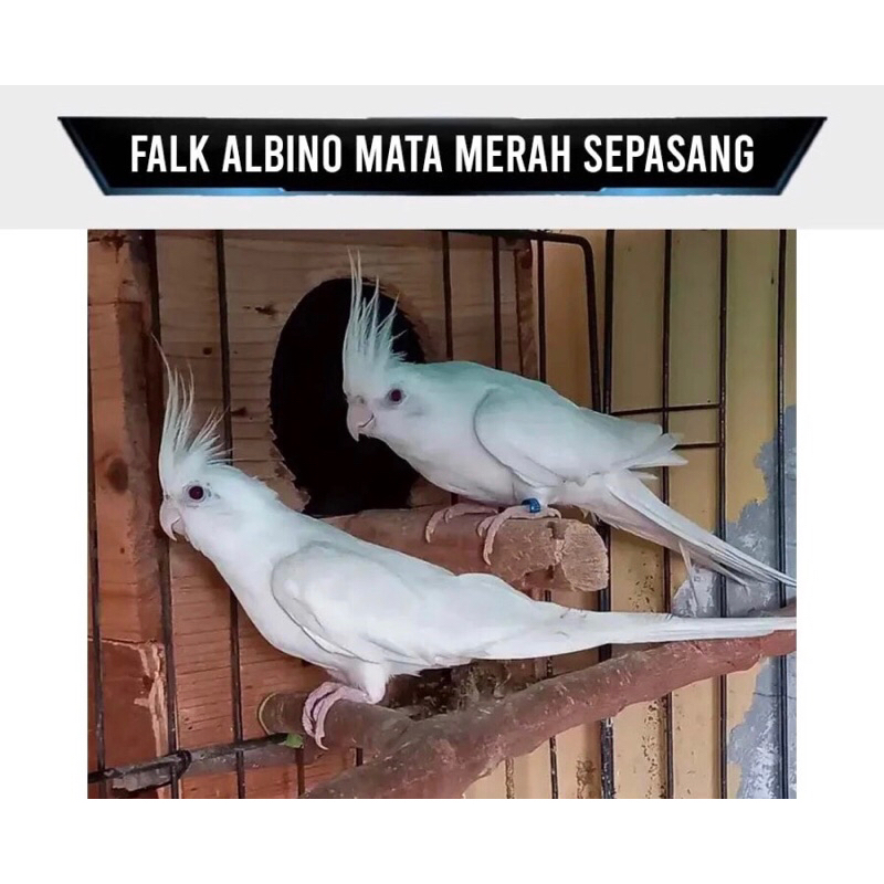 Burung Falk Parkit Australia Albino Mata Merah Sepasang