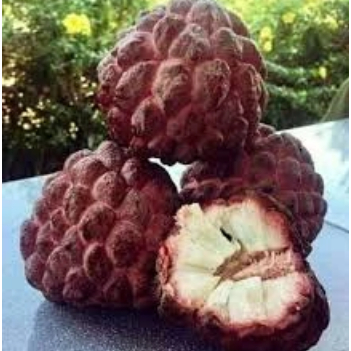 Bibit Tanaman Buah Srikaya Merah Jumbo Cepat Berbuah