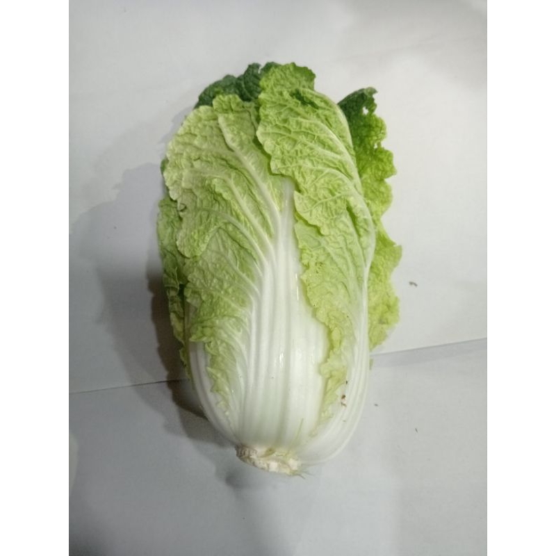 

Sawiputih/500g(psc+Peking)