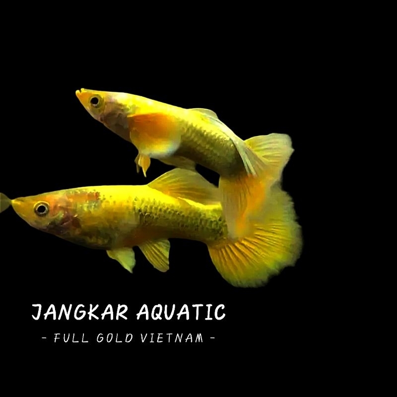 Obat ikan guppy - Full Gold Vietnam Ribbon