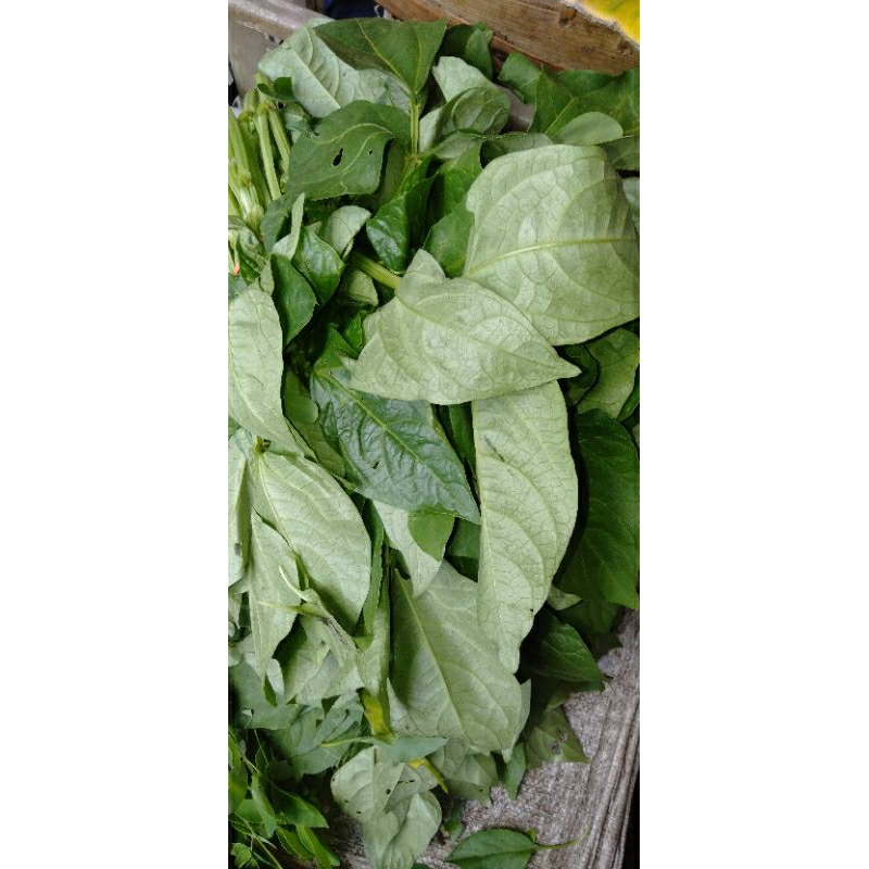 

SAYUR DAUN LEMBAYUNG SEGAR ikat