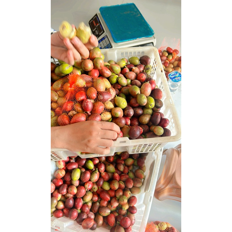 

BUAH MATOA CO BARU DI PANENKAN YA