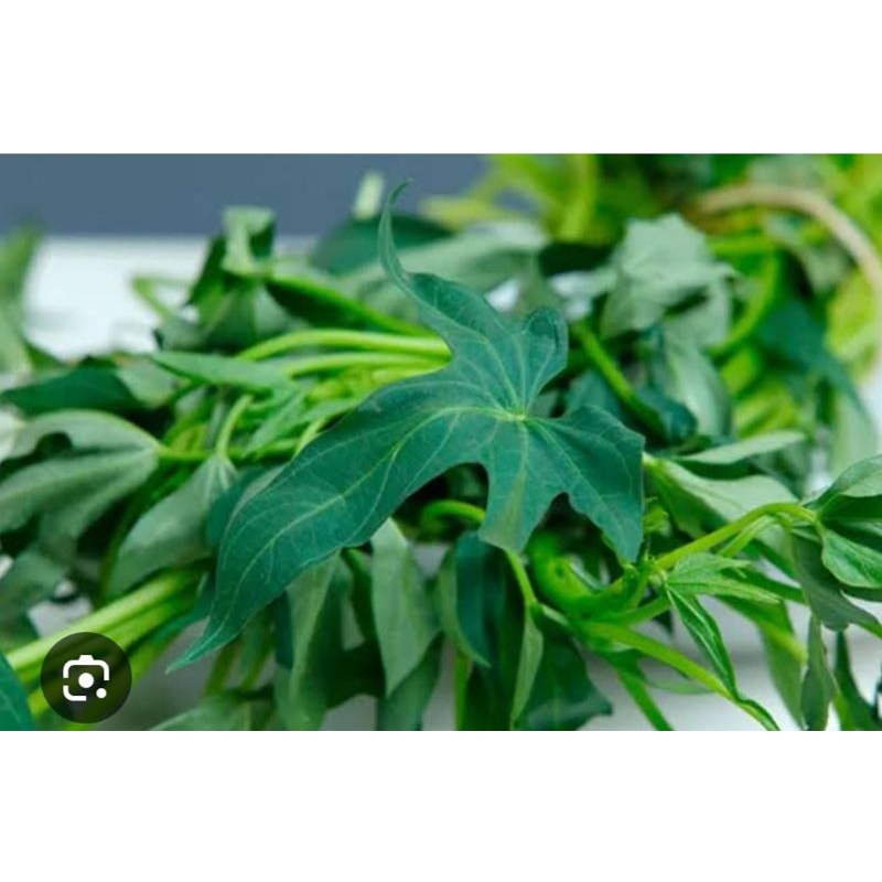 

daun tela (daun ubi rambat)