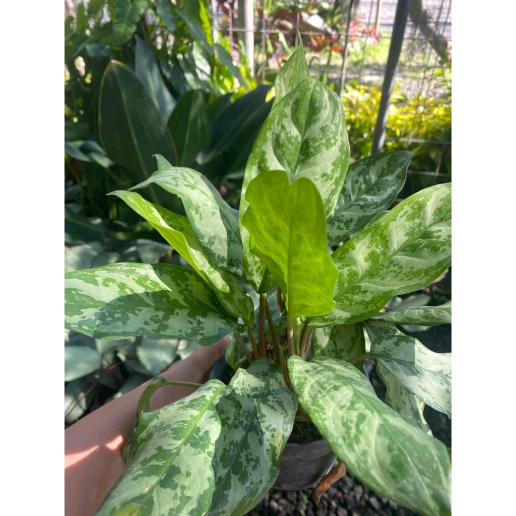 Aglonema Tropical Tiki Tanaman Hias Rumah Pembersih Racun Udara