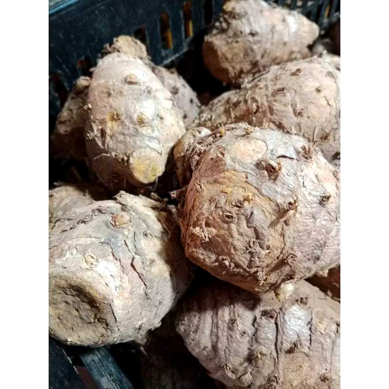 

TEMULAWAK SUPER FRESH 1 KG