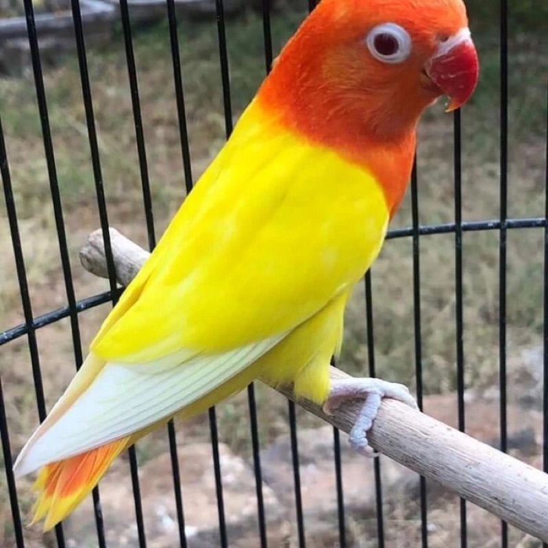 BURUNG LOVEBIRD BIOLA LUTINO MATA MERAH