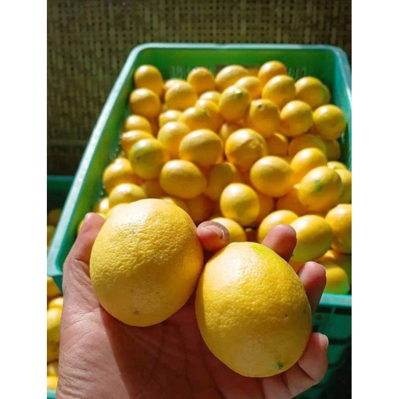 

(PROMO LANGSUNG PETANI) LEMON CALIFORNIA 1 KG { ISI 6-11}