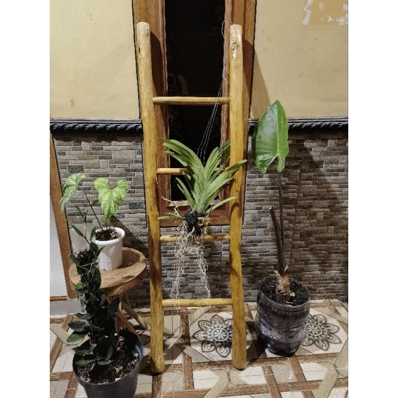 tangga kayu jati ONDO bambu dekorasi tanaman gantung