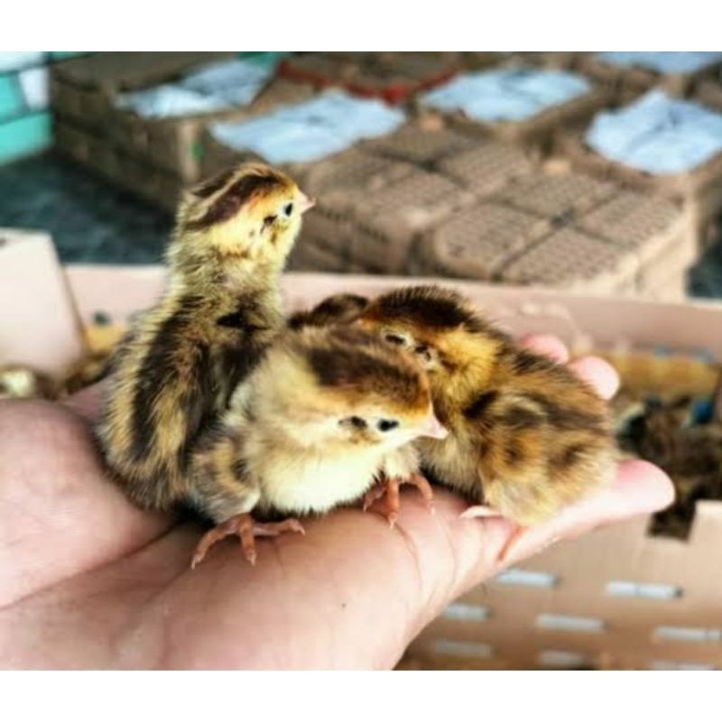 Doq puyuh jantan dan betina