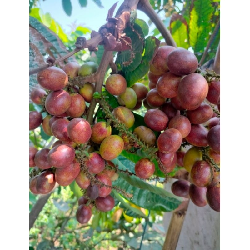 

MATOA BESAR SUPER LEZAT MANIS FRESH TIAP HARI KG (ISI 50-60 BIJI)