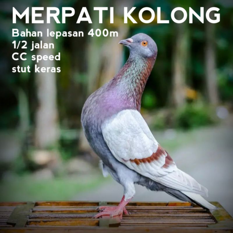 Merpati Player kolong meja trah line bagus siap pakai lomba