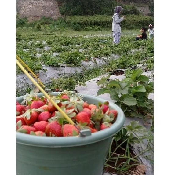 

Selai Strawberry Lembang 100% Homemade - Fresh dari Kebun Sendiri, Tanpa Pengawet & Bebas Bau Pabrikan