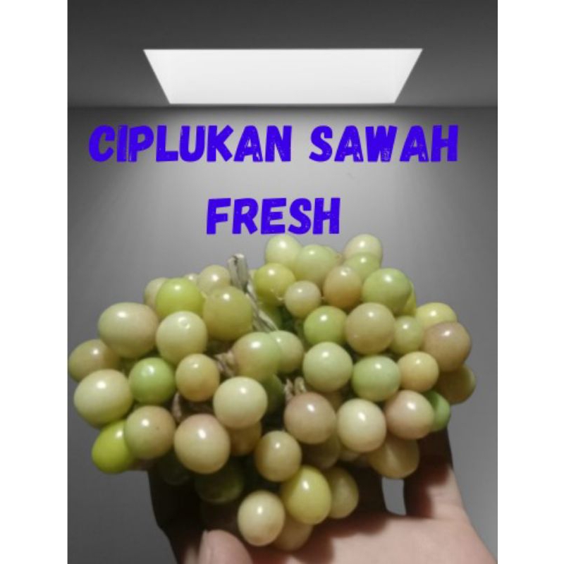 

ciplukan