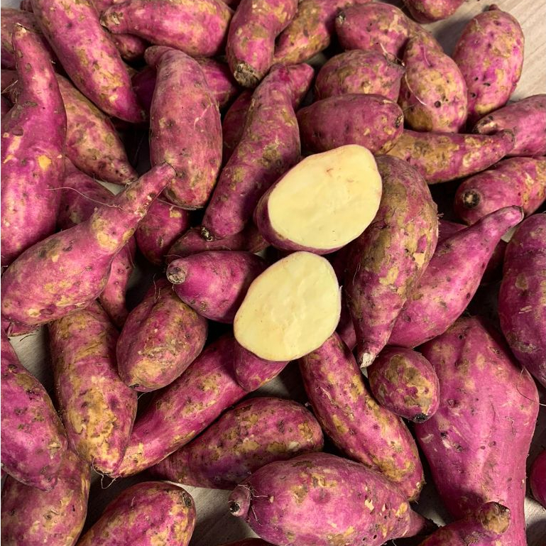 

Ubi Jalar Ungu Ubi Ungu Jepang 1kilo