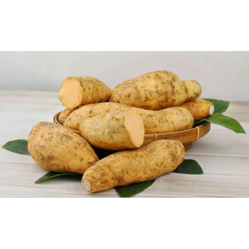 

Umbi Cilembu Manis Madu