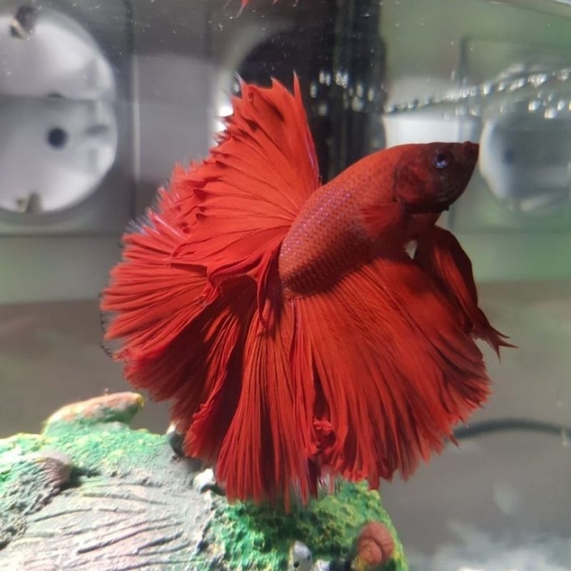 Hiasan Akuarium Spesial Mawar Merah | Super Red rose Hm Full | akuarium Ikan Cupang bonus Pakan dan 