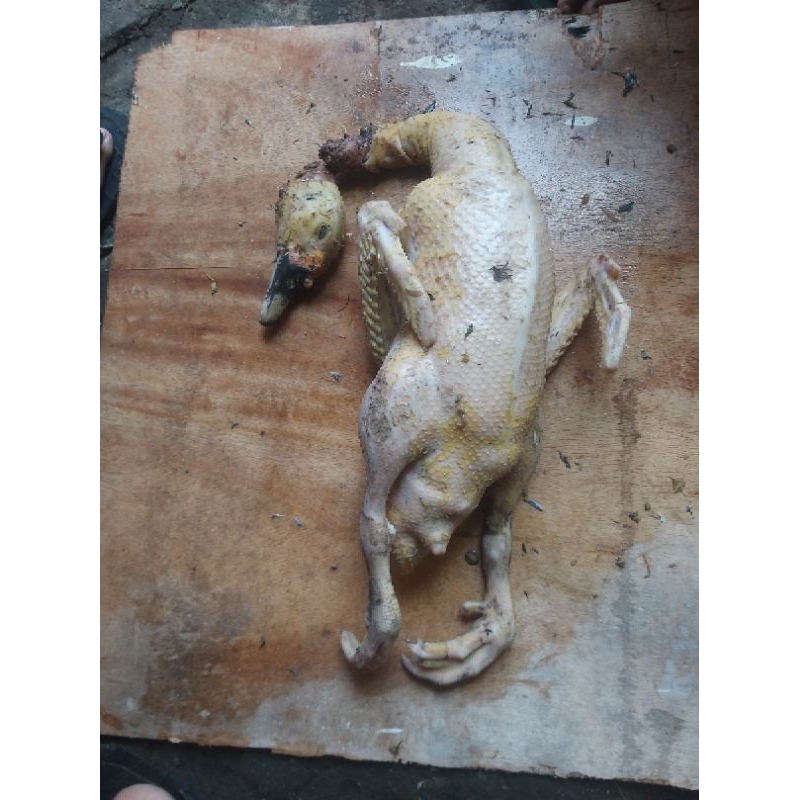 mentok/entok/entog (baca deskripsi)