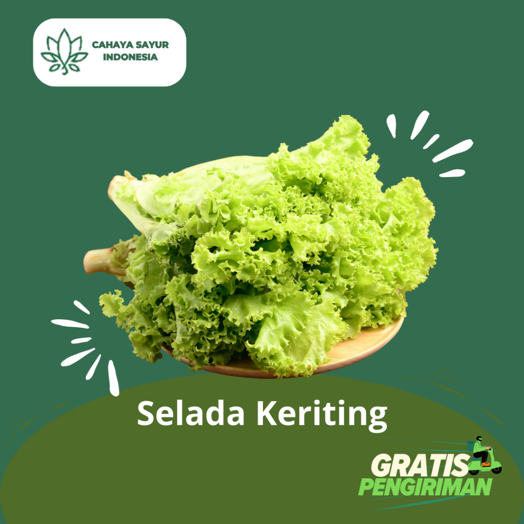 

Sayur Selada Keriting / Selada Kriting / Lettuce Curly 1kg + Gratis Ongkir