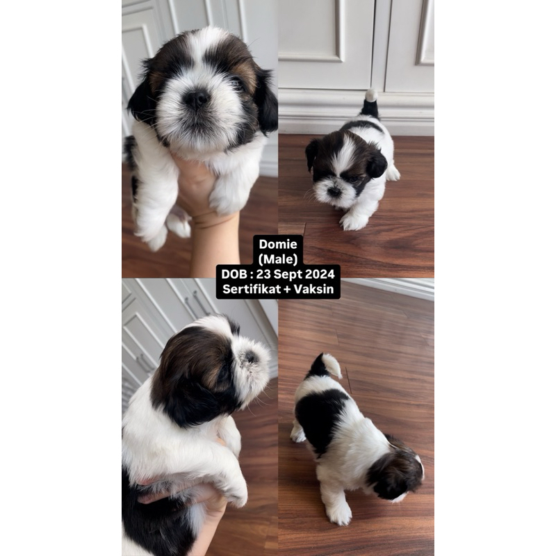 Jual Mini Shihtzu Stambum Anabul Anakan Anjing Shih Tzu Tricolor