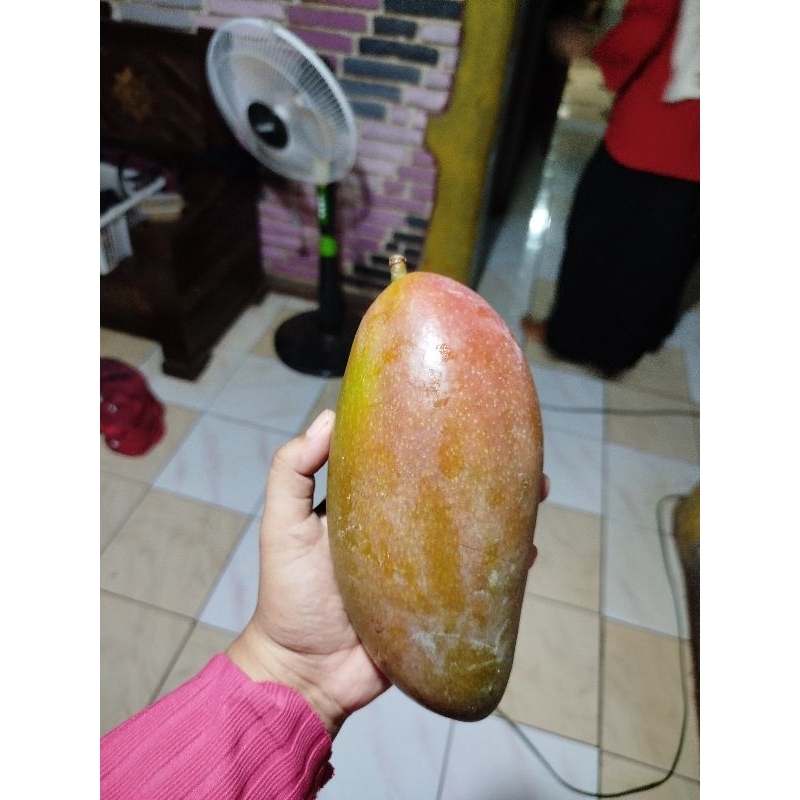 Mangga Kiojay Mentah/Mateng Perbiji  700-900gr