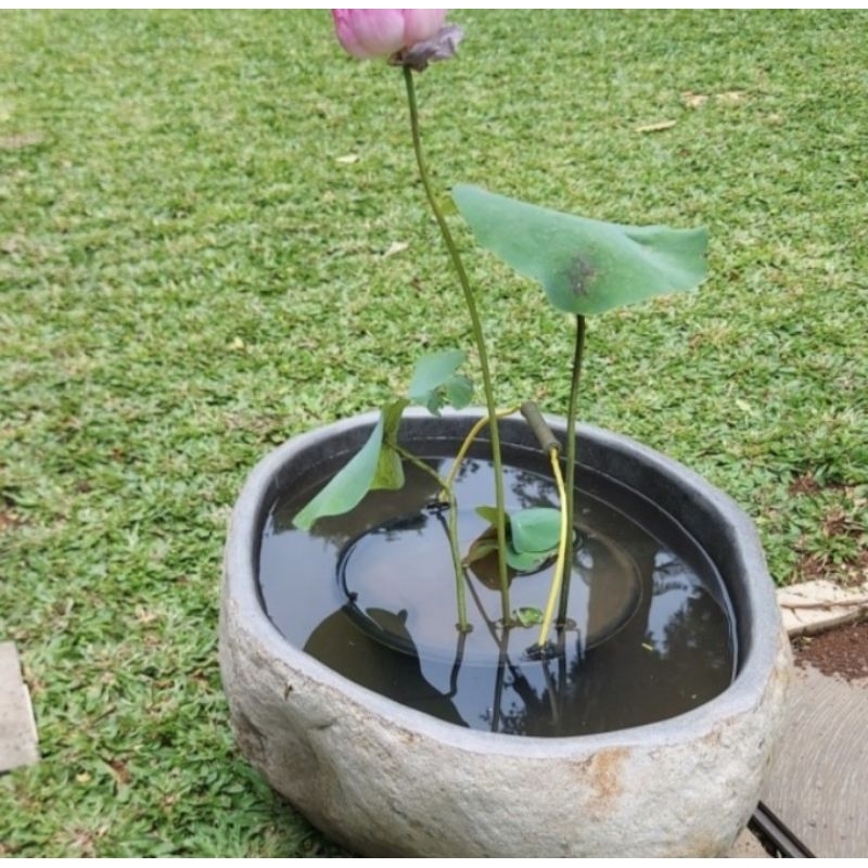 pot bunga teratai/kolam ikan/batu kali