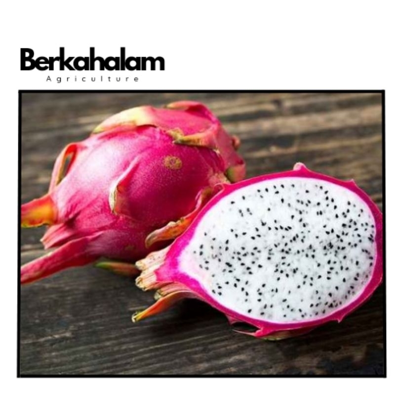 

Buah naga putih/ dragon fruitwhite