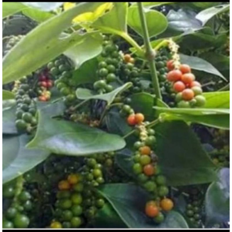 Bibit stek tanaman lada putih rambat tanaman rempah