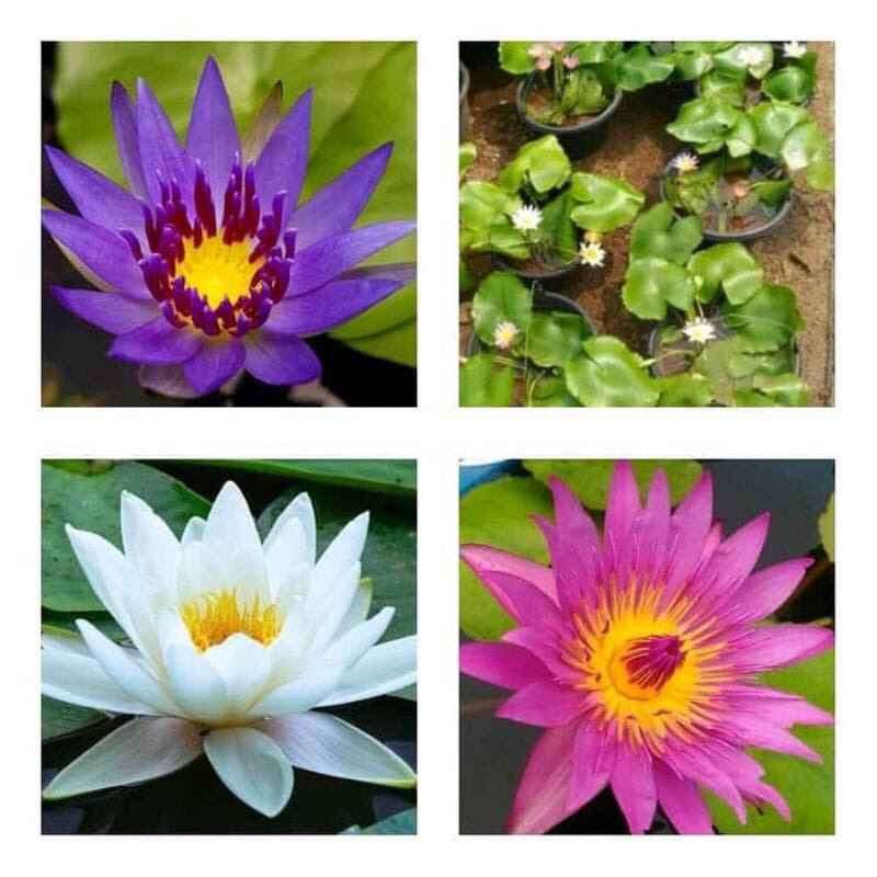 Bunga Air TERATAI - Tanaman Bunga Hias Air Teratai - Bibit Bunga Teratai