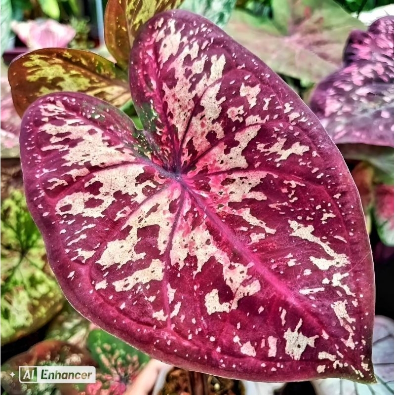 ( BISA COD ) Tanaman Hias Keladi Thai Series Batik Bunga Hias Keladi Caladium Anakan Murah Merah BUK