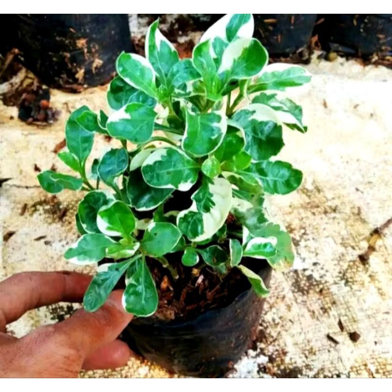 Tanaman hias hidup krokot hijau varigata/ krokot varigata