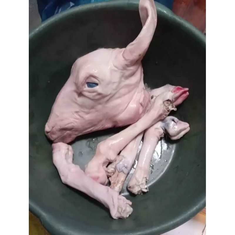 

kepalakambingsatubuahutuh