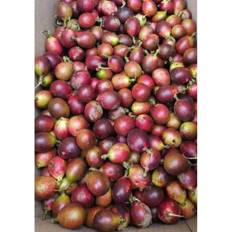

matoa super merah 1kg