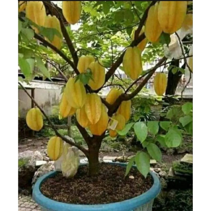 Belimbing Madu Okulasi Sudah Berbunga Siap Berbuah