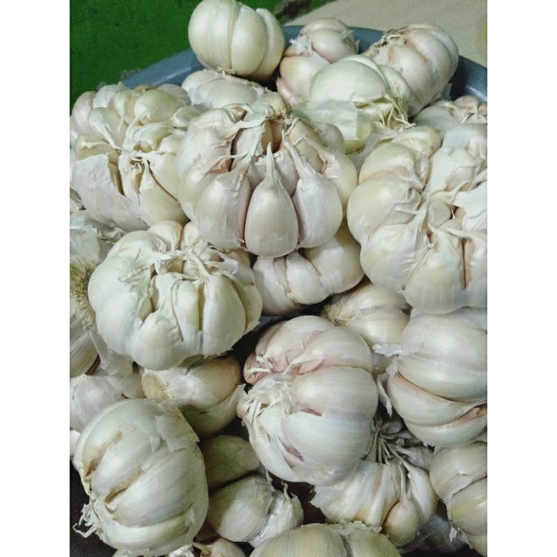 

bawang putih banci