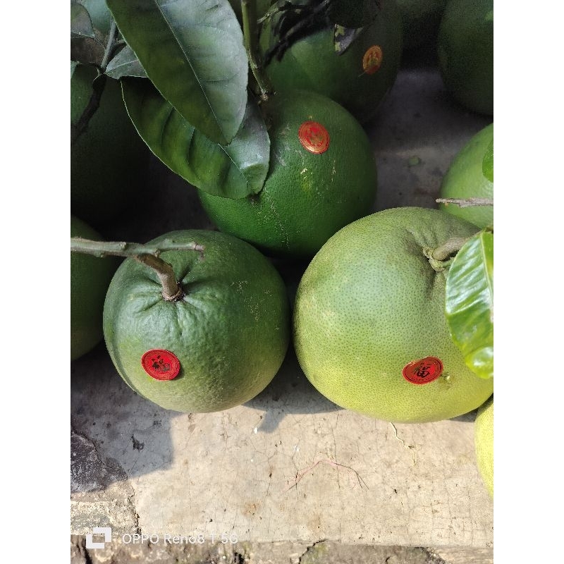 

jeruk Bali 1 buah fresh