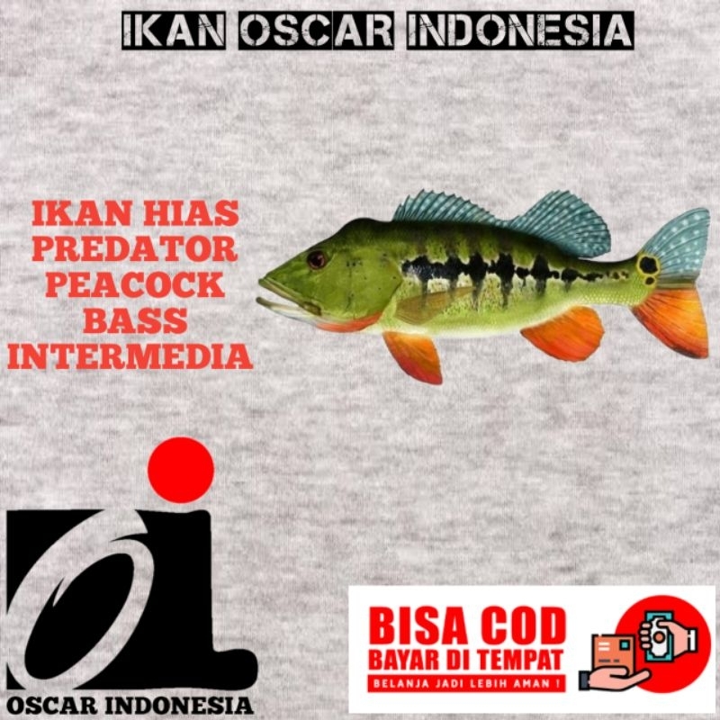 pbass mono, kelbery, pinima, orinoco, intermedia, brocopondo