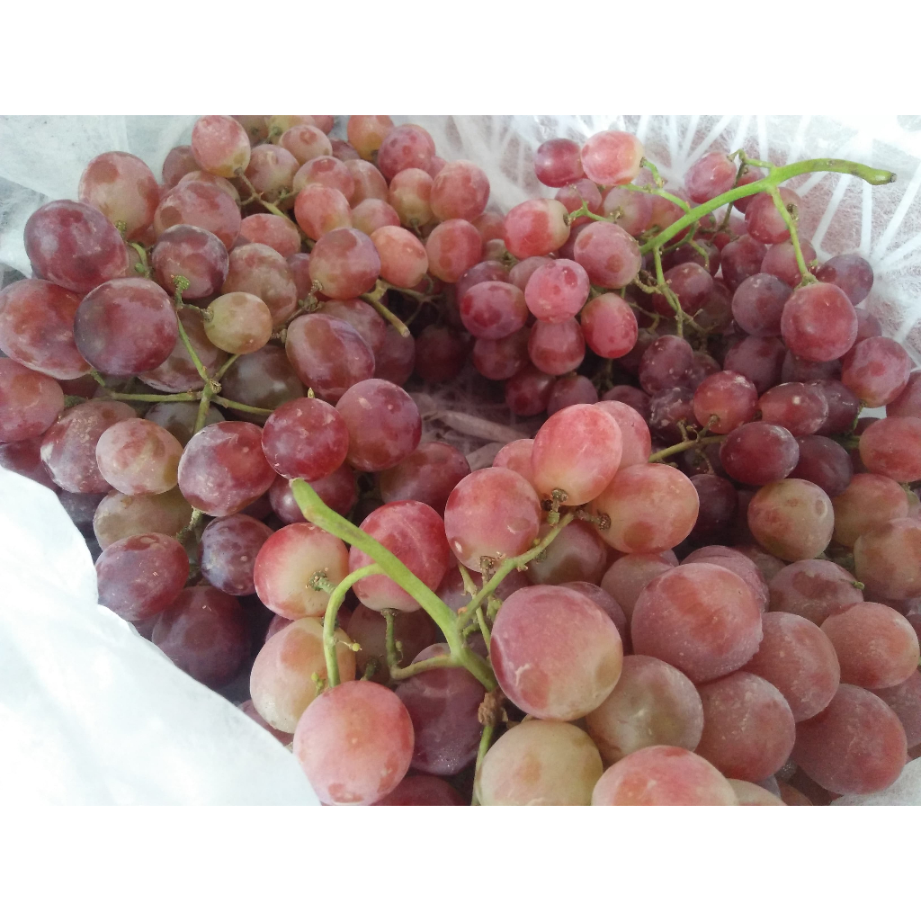 

BUAH ANGGUR SEGAR