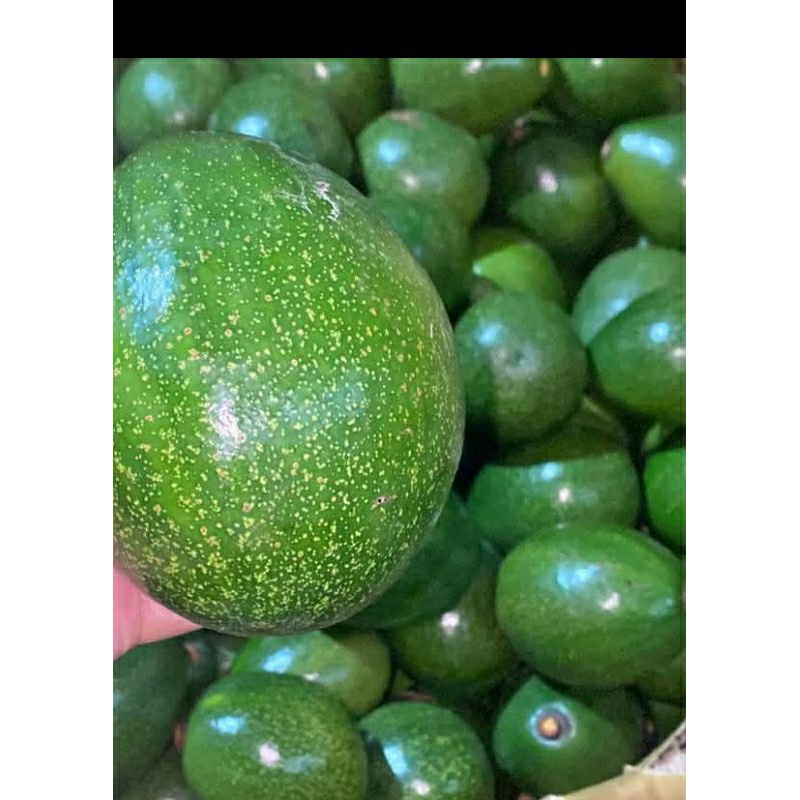 

BUAH ALPUKAT MENTEGA MIKI BERAT 1 KG