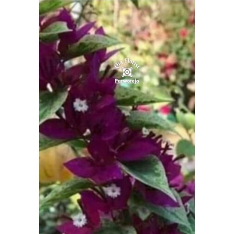 BUGENVIL BUNGA KERTAS//PURPLE - BUNGA HIDUP